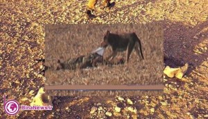 جبهه “النصره” اجساد قربانیان را به سگ‌ها می‌دهد + عکس